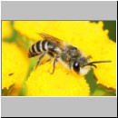 Colletes daviesanus - Seidenbiene m04a 9mm - Sandgrube Niedringhaussee det.jpg